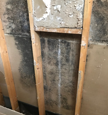 Exposed drywall infested with mold
